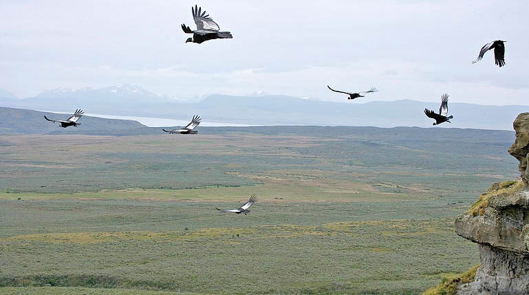 pumas, andean condors, chile, tierra del fuego, wildlife, photography, tours, safaris